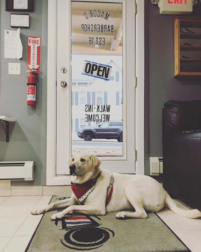 shop dog